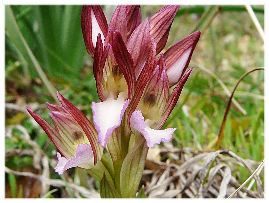 Orchis papilionacea